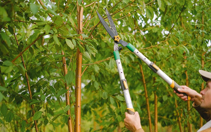 Tree trimming in Royersford, PA